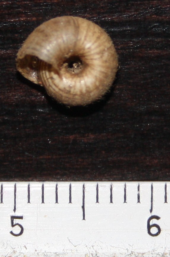 Hygromiidae da id.